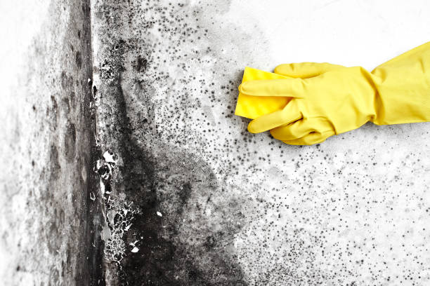 Best Toxic Mold Removal  in Greenville, TX
