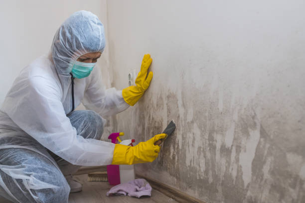 Best Mold Testing  in Greenville, TX