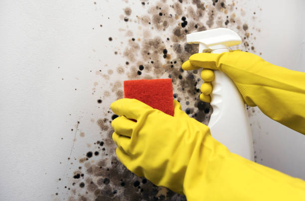 Best Mold Inspection  in Greenville, TX