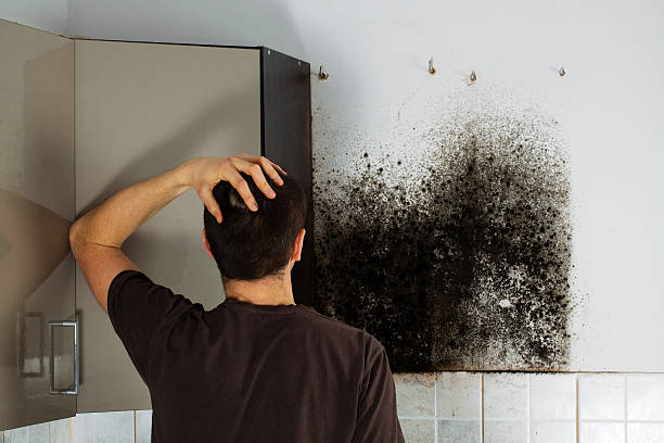 Best Attic Mold Removal  in Greenville, TX