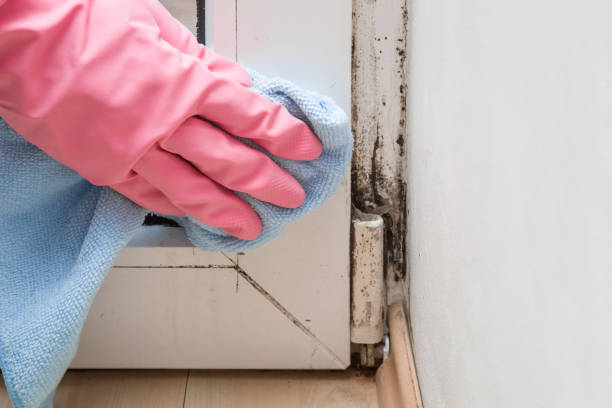  Greenville, TX Mold Removal Pros