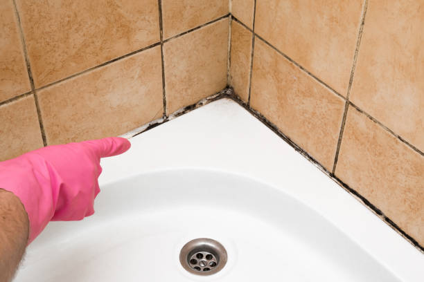 Best Office Mold Removal Services  in Greenville, TX